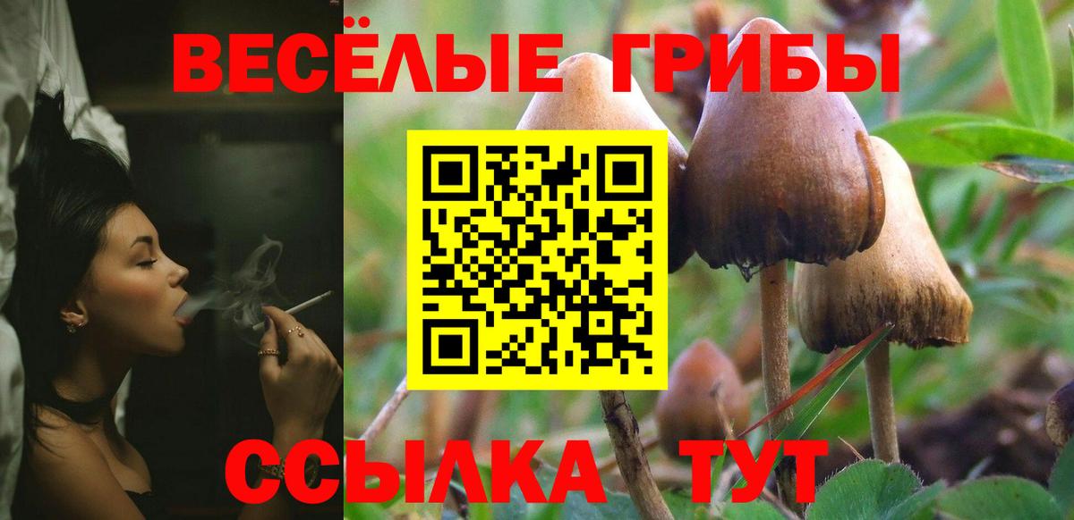 Сызрань  Галлюциногенные грибы Cubensis  Вход с VPN 
